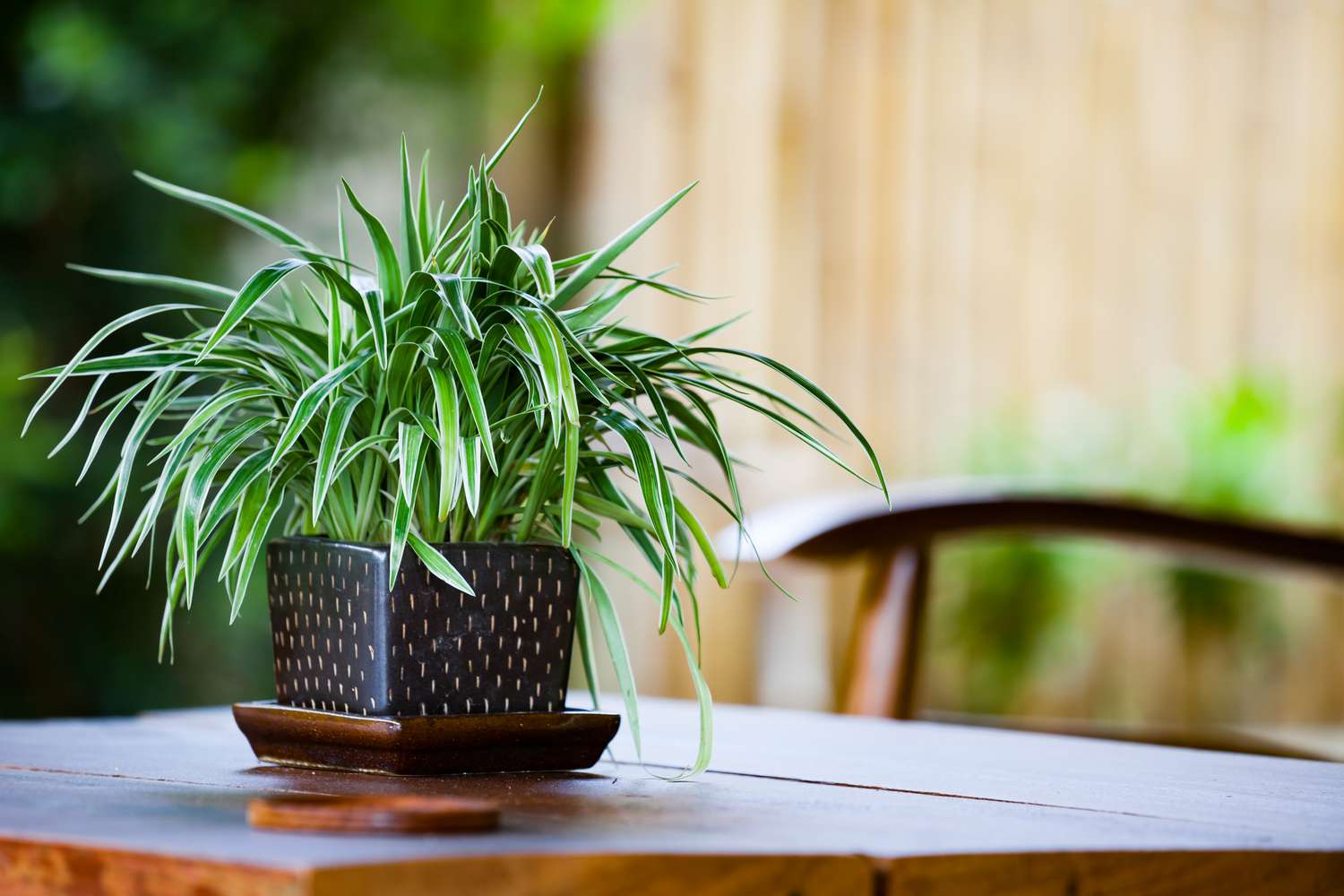 plant image